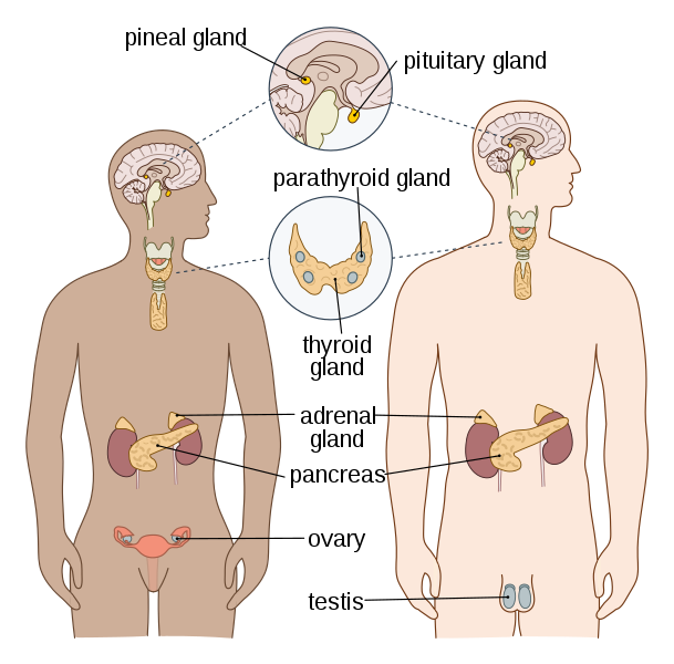 609px-Endocrine_English.svg